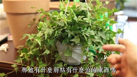 常春藤 植物 照顧|【家庭园艺】“常春藤”养护指南